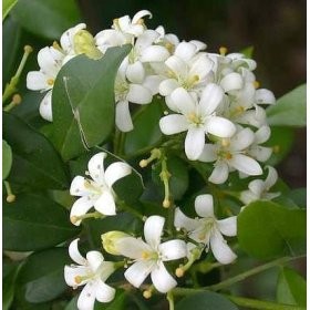 Jasmine Essential Oil